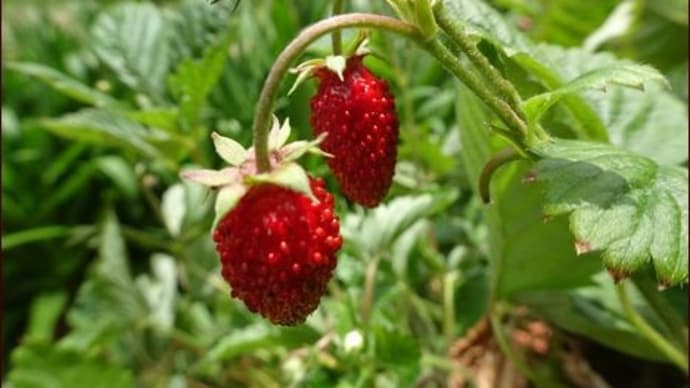 収穫か見た目か★何度でも咲く花