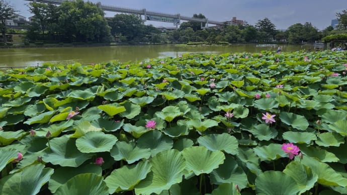 千葉公園の大賀ハス