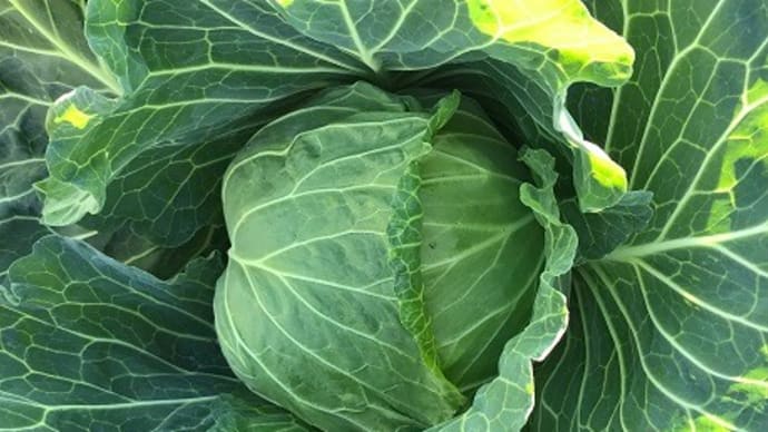 Hilo‘s Farm 実りの秋