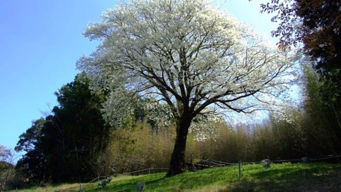 長沢「月光桜」0323~超・満開を宣言!