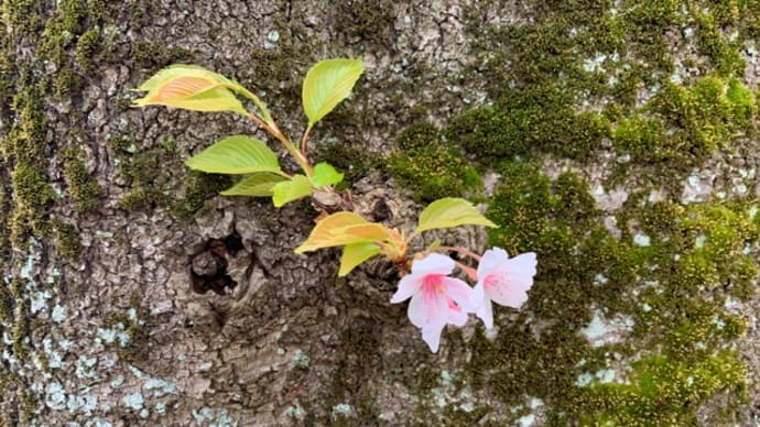 オサンポ walk - 植物plant: 胴吹き桜 Sakura flowers on a shaft