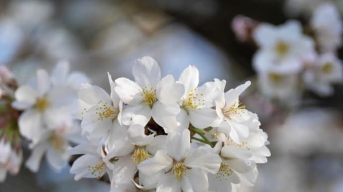 a blossom