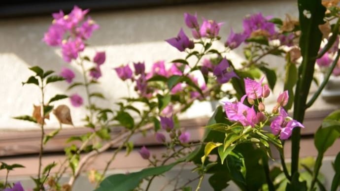ガーデンルームは花盛り