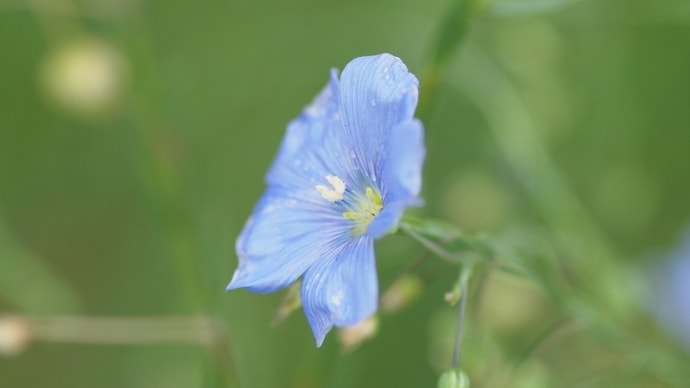 薬草園の花たち