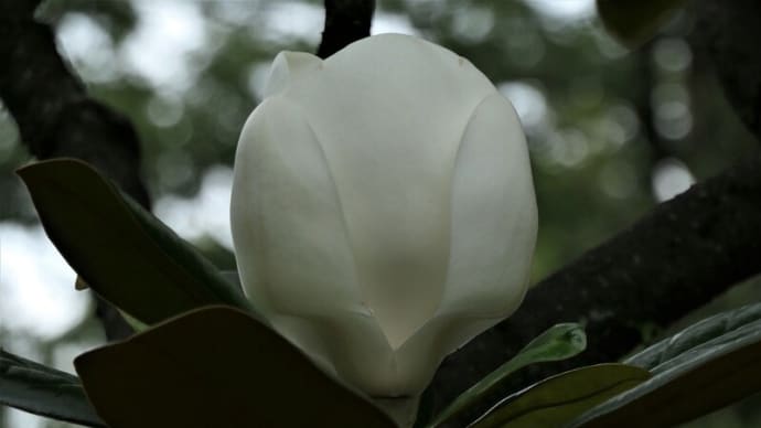 深大寺とタイサンボクの花