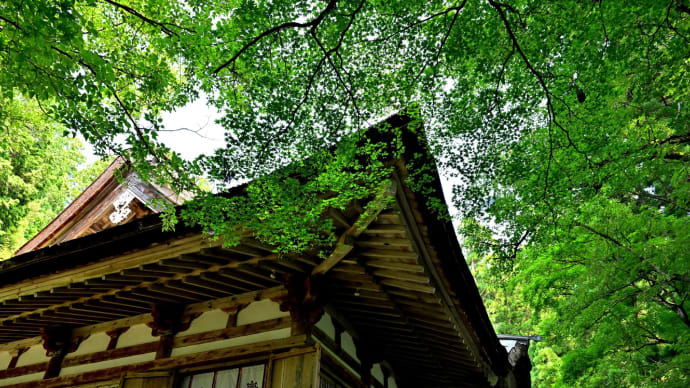 湖東三山・百済寺 3(菩提樹の花と新緑)