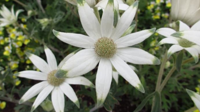 春の花:フランネルフラワー