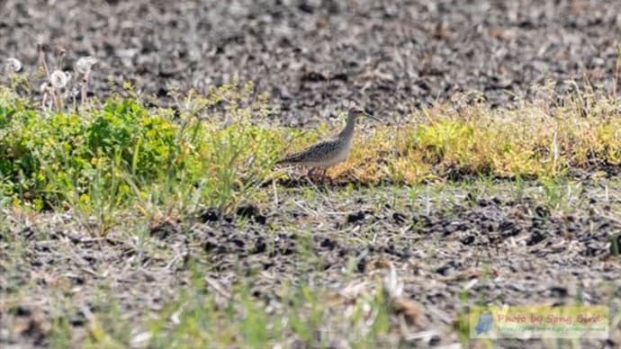 田圃にコシャクシギ(小杓鴫)