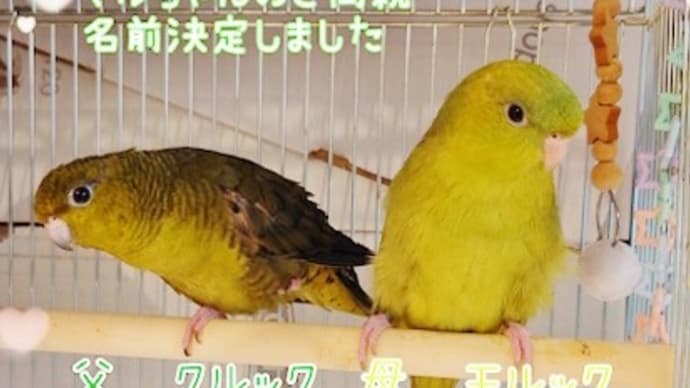 名前決定