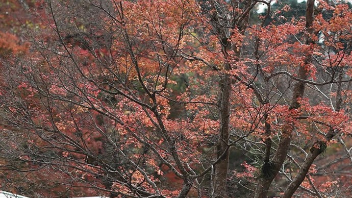 奥湯河原の紅葉