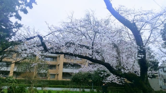 善福寺公園散歩