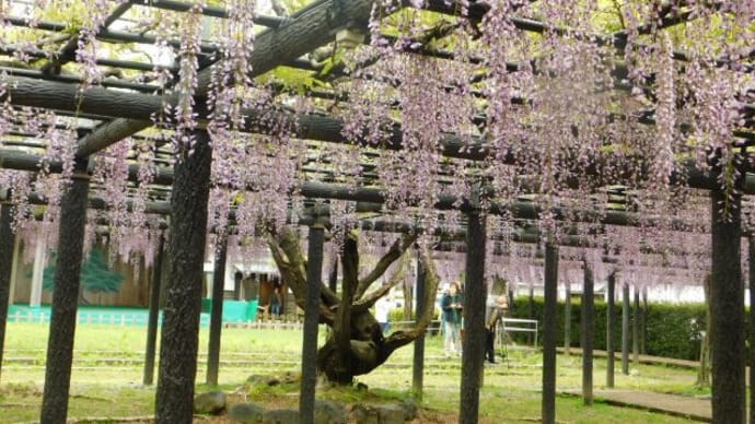 池田の長藤