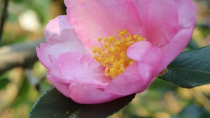 半八重のピンクの花弁がやさしい山茶花「七福神」(椿山茶花シリーズ 20-09)