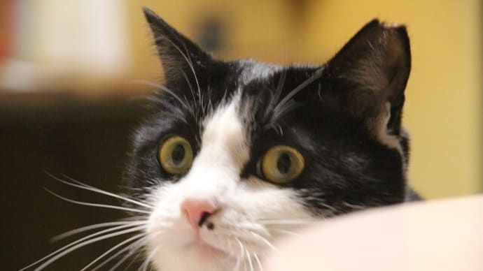 猫の一日の歩数かぁ…🤔
