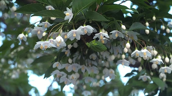 ★エゴノキの花・ヤマボウシの花　2023