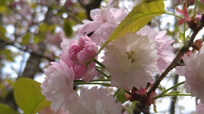 「花垣予野の八重桜」満開！そして「八重桜の不思議」…