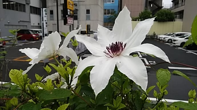 八十八夜