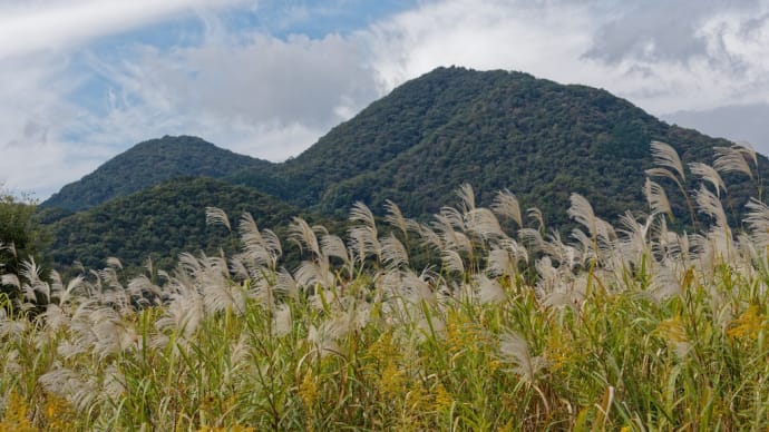 奈良県葛城市 二上山とススキ