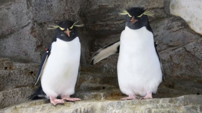 イワトビペンギン