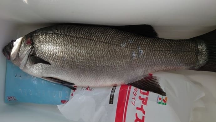 南伊豆 下流 今日の釣果