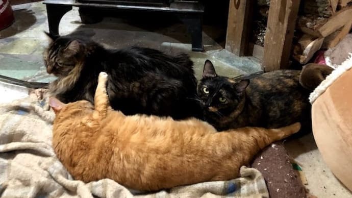 今日の猫と米酒の試しとか