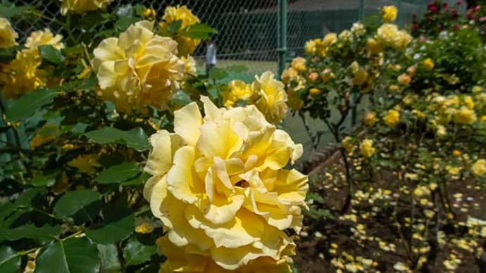日比谷公園のバラです〜2