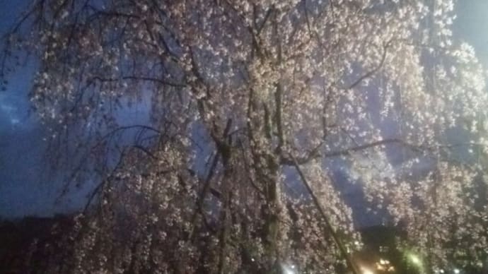春歌下 花散る夢