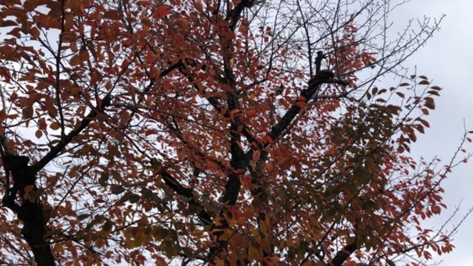 桜紅葉 & 受験シーズン