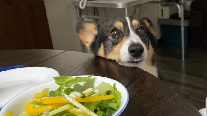 20220622の猫たちと時々犬