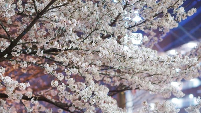 桜by Night