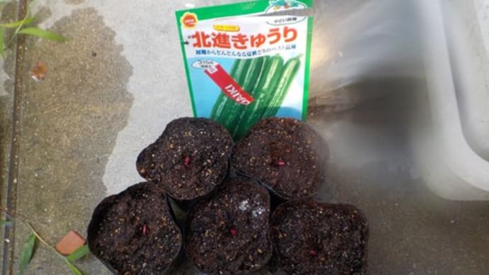追加のキュウリの種を蒔きました