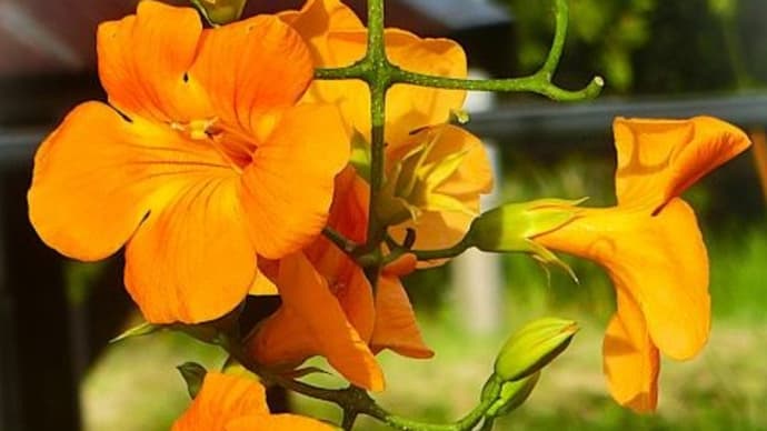 7月初旬の花散歩