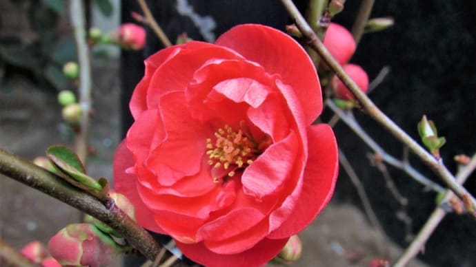 ボケ (木瓜) の花散歩
