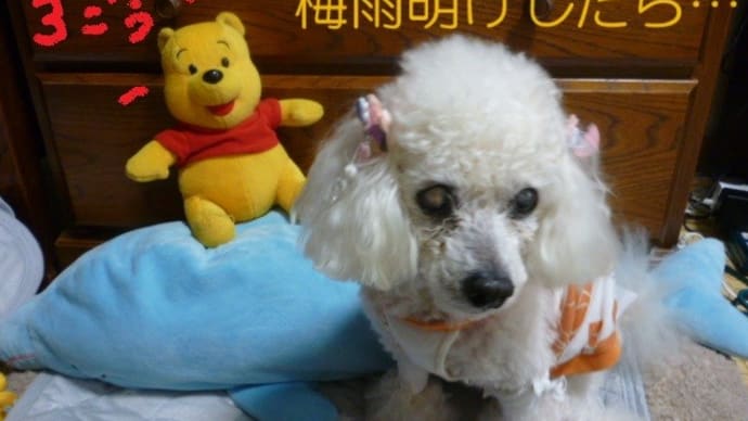 梅雨明けしたら…台風のたまごに…台風3号…w( ̄▽ ̄;)w 藤が咲いていた…