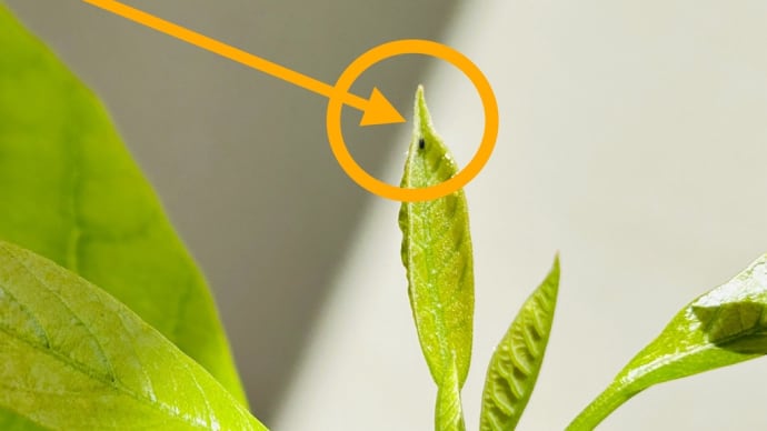鉢植え🪴「種からアボカド」観察日記→枯れてると思ったら黒い虫が😱💦