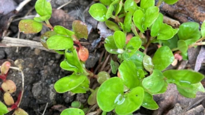 芽がでたでた