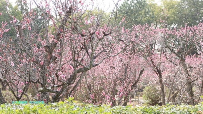 【京都幕間旅情】随心院,観梅と観桜の違いは大の大人が路上呑みで羽目を外せるか否か