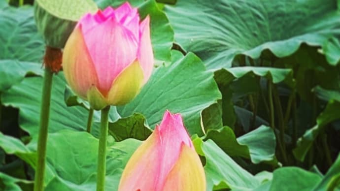「蓮の花のつぼみの色」パパラチア
