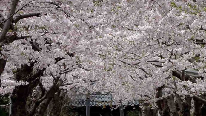 住三吉神社参道の桜2019