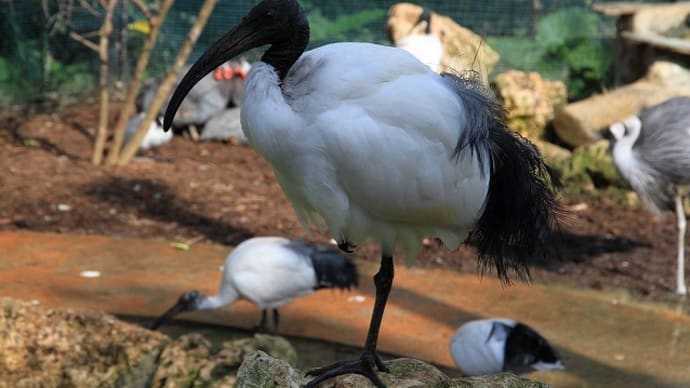 動物たちとの触れ合い(東南植物楽園)②