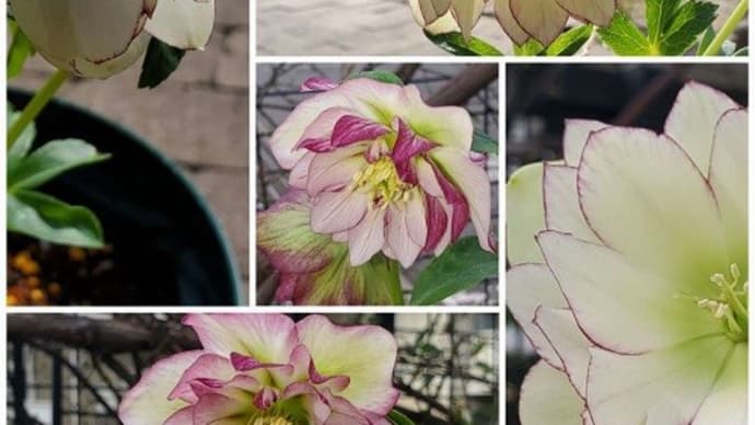 苦手な花