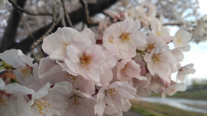 2022 私的桜開花標準木 その28