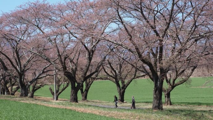 蕪の桜並木咲き始め