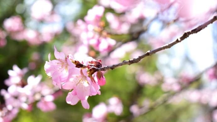 やわらかい春の陽に桜。