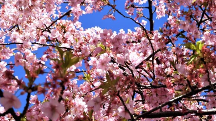 ２０２１・３・３　里桜咲き卒業式帰りの生徒花束持つ雛祭り