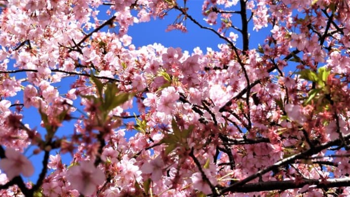 2021・3・3 里桜咲き卒業式帰りの生徒花束持つ雛祭り