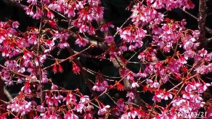 おかめ桜　/　クリスマスローズ・ホワイト