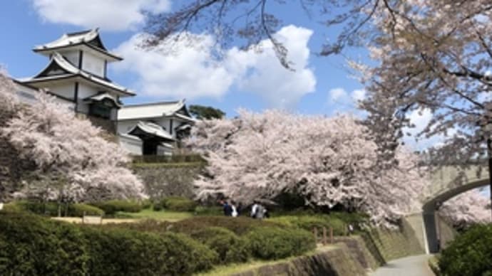 金沢城と桜.3 城下の桜並木