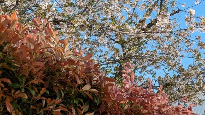 桜…散っちゃったけど、それでもきれい。