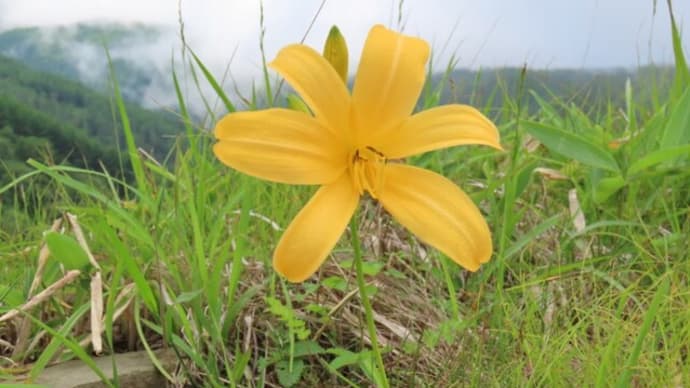 高ボッチ高原・鉢伏山の植物 ゼンテイカ(禅庭花)